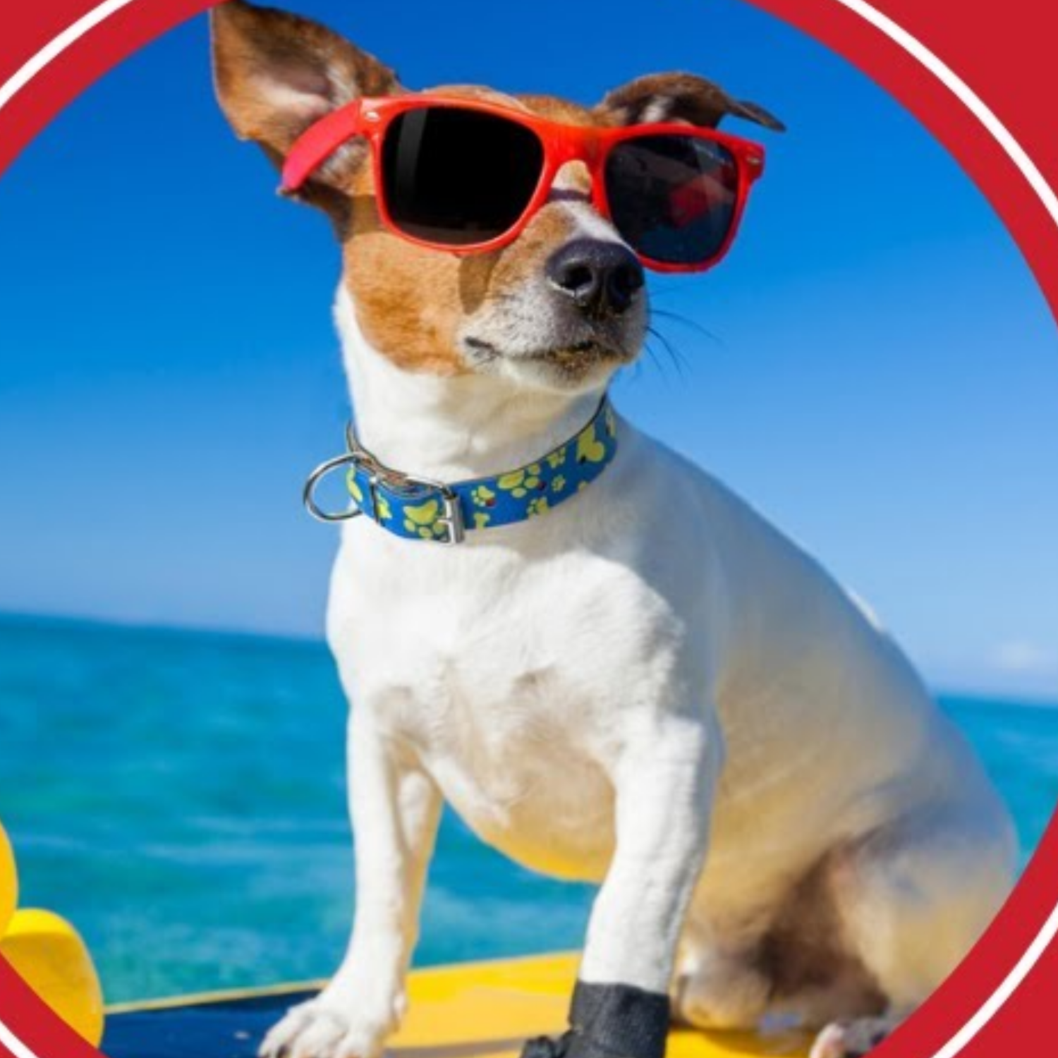 Collar para Mascota | Sublimable | Blanco