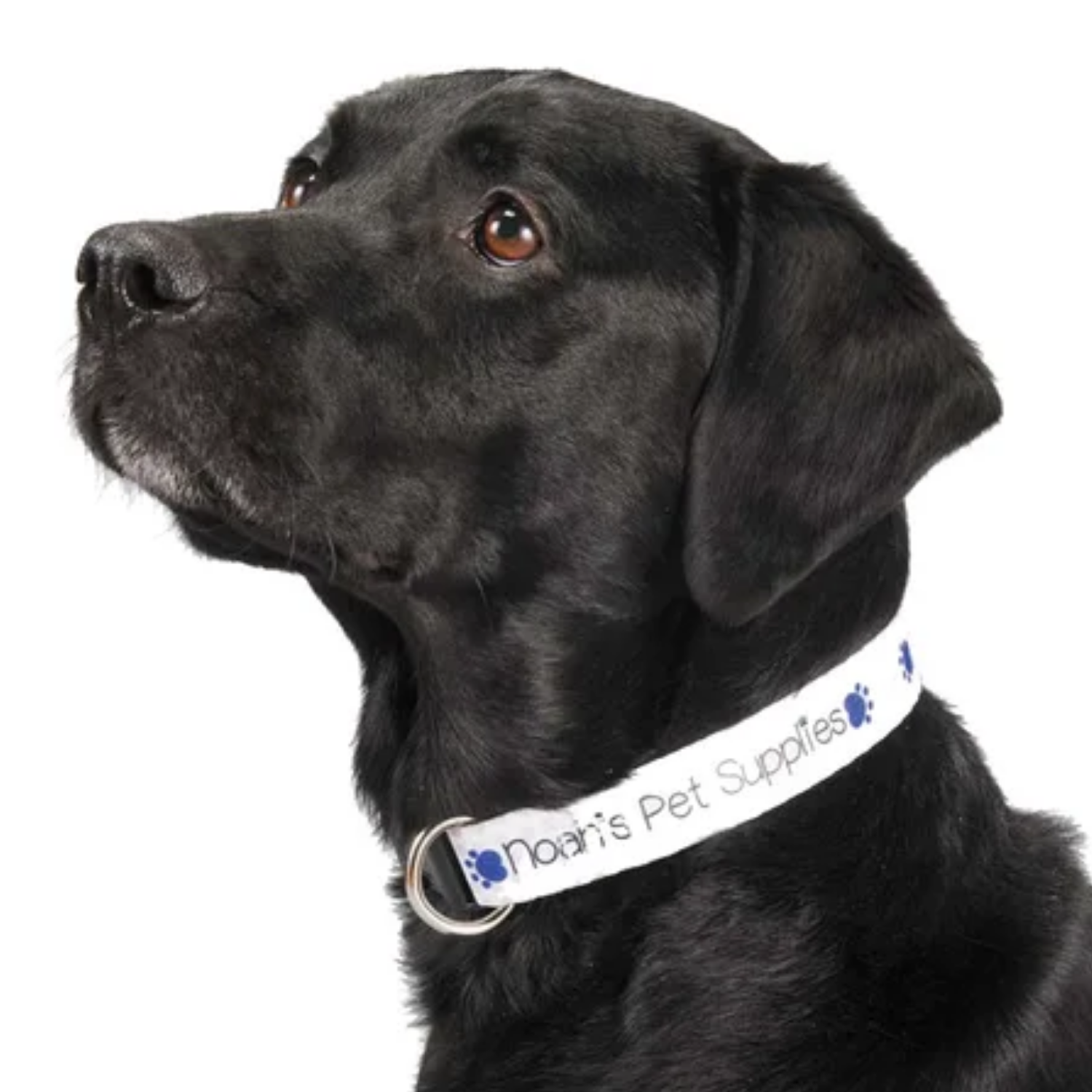 Collar para Mascota | Sublimable | Blanco